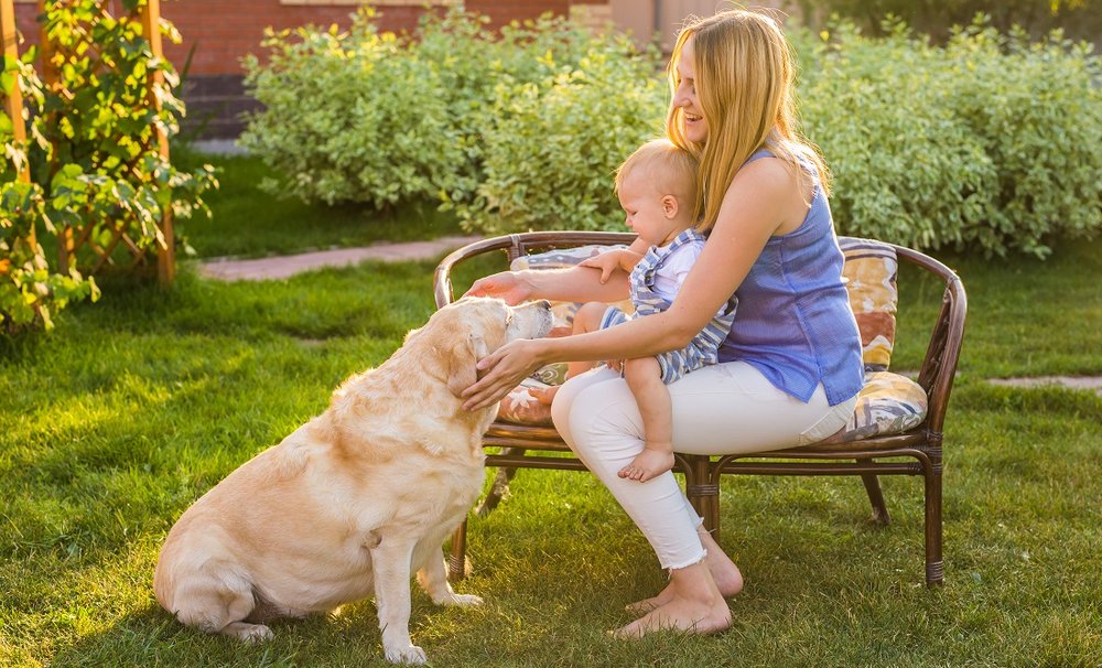 Coping With The Loss Of A Pet