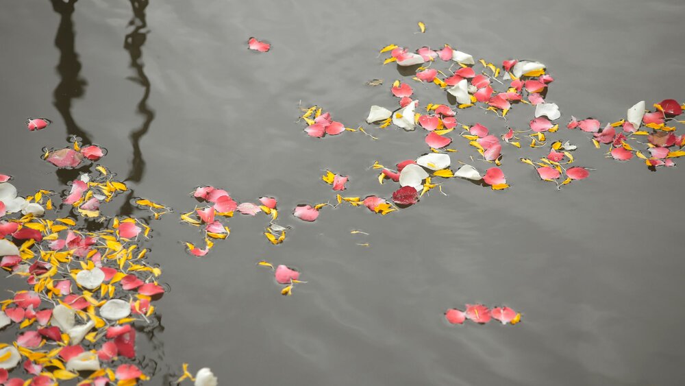 Flowers floating on water